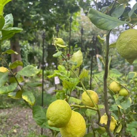 Weissenau * Ravensburg